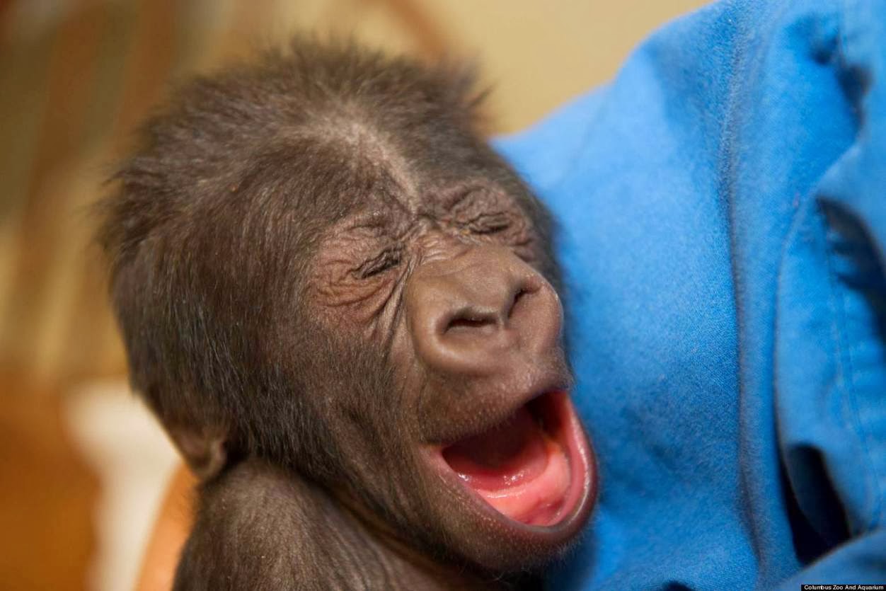 chimpanzee baby googel chimpanzee baby googel