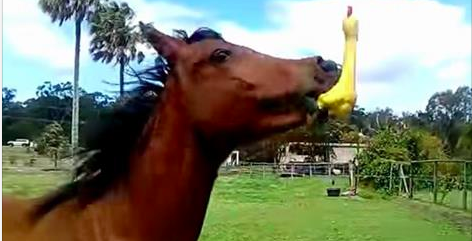 Ce cheval a trouvé un poulet en plastique jaune dans son pré. À 0:17 j’ai tellement ri que j'en ai eu mal au ventre!