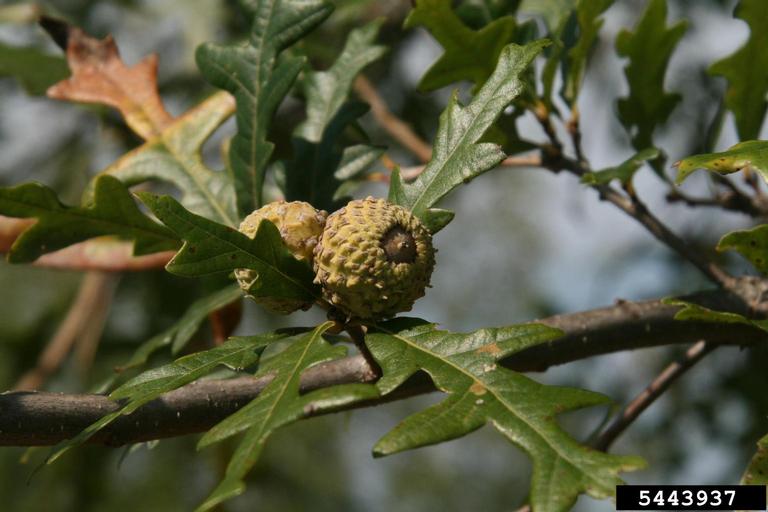 Meet A Tree: Overcup Oak - Quercus lyrata