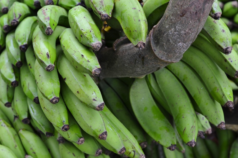 Tempeh Piccata and a Trip to the Hills Vegan Magic Time