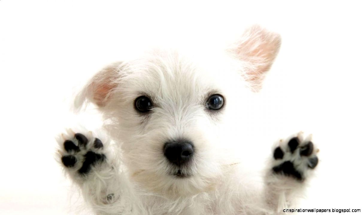 CafeChoo   Image   cute puppy dog pictures