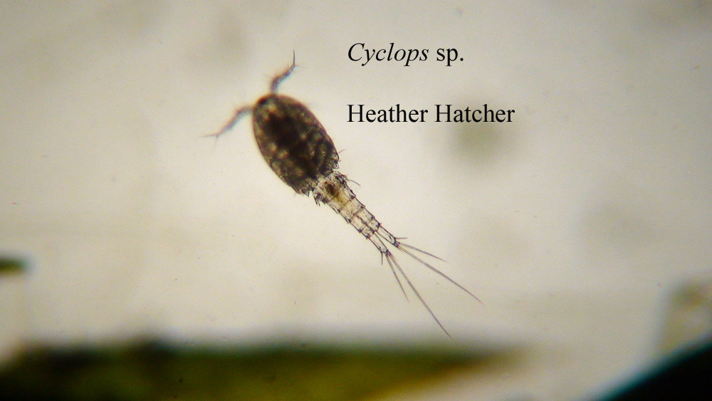 Heather's Botany 111 Blog