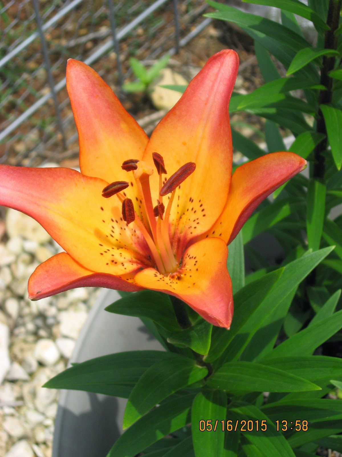 Off The Highway Asiatic Lilies in Texas