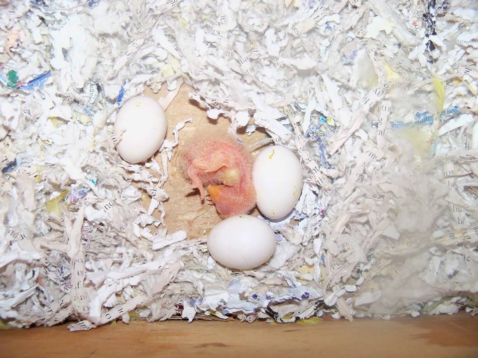 African Grey, Hyacinth Macaws Cockatoos and Fertile Eggs Avalaible