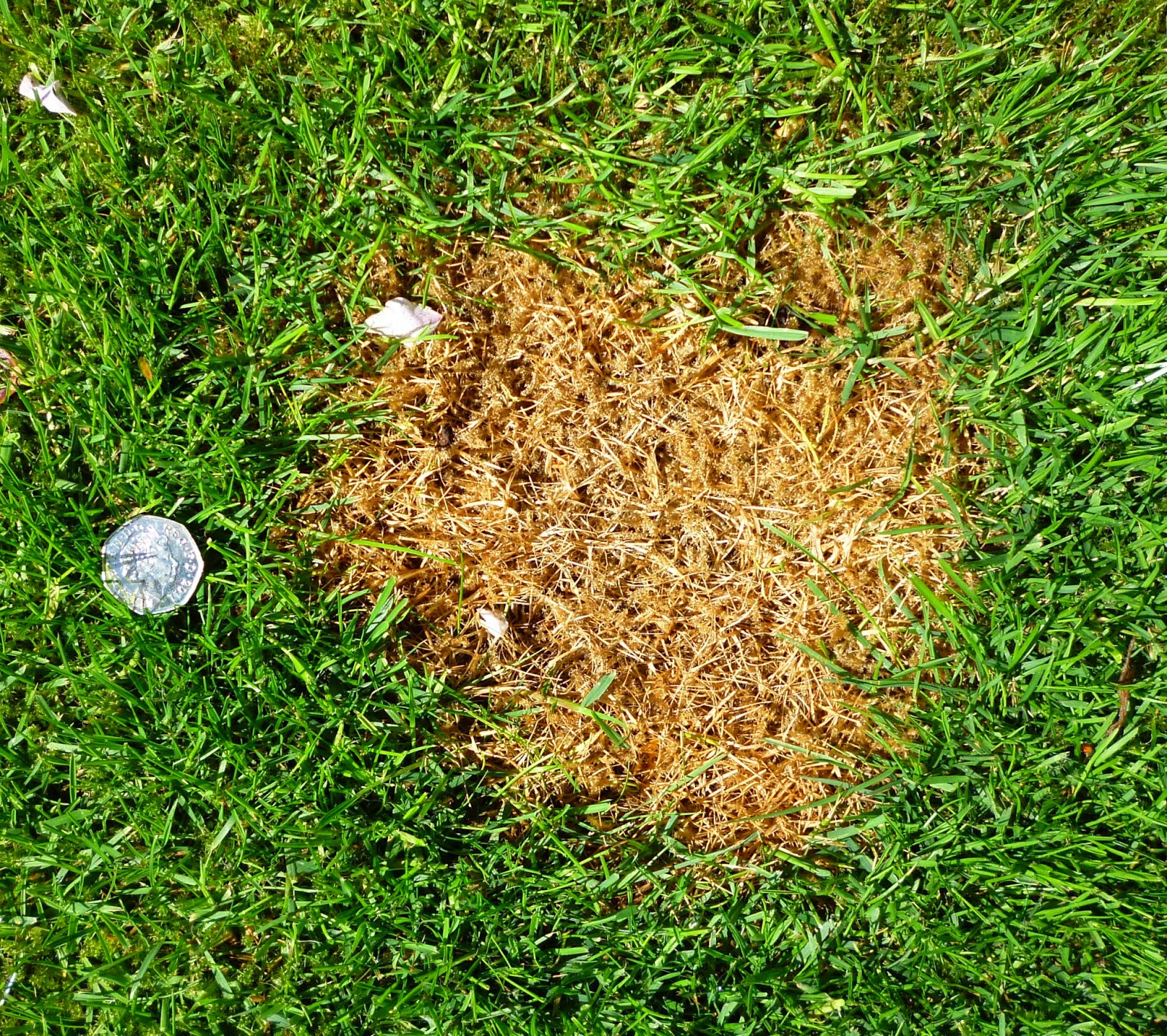 A K Haart Fox pee to urine management