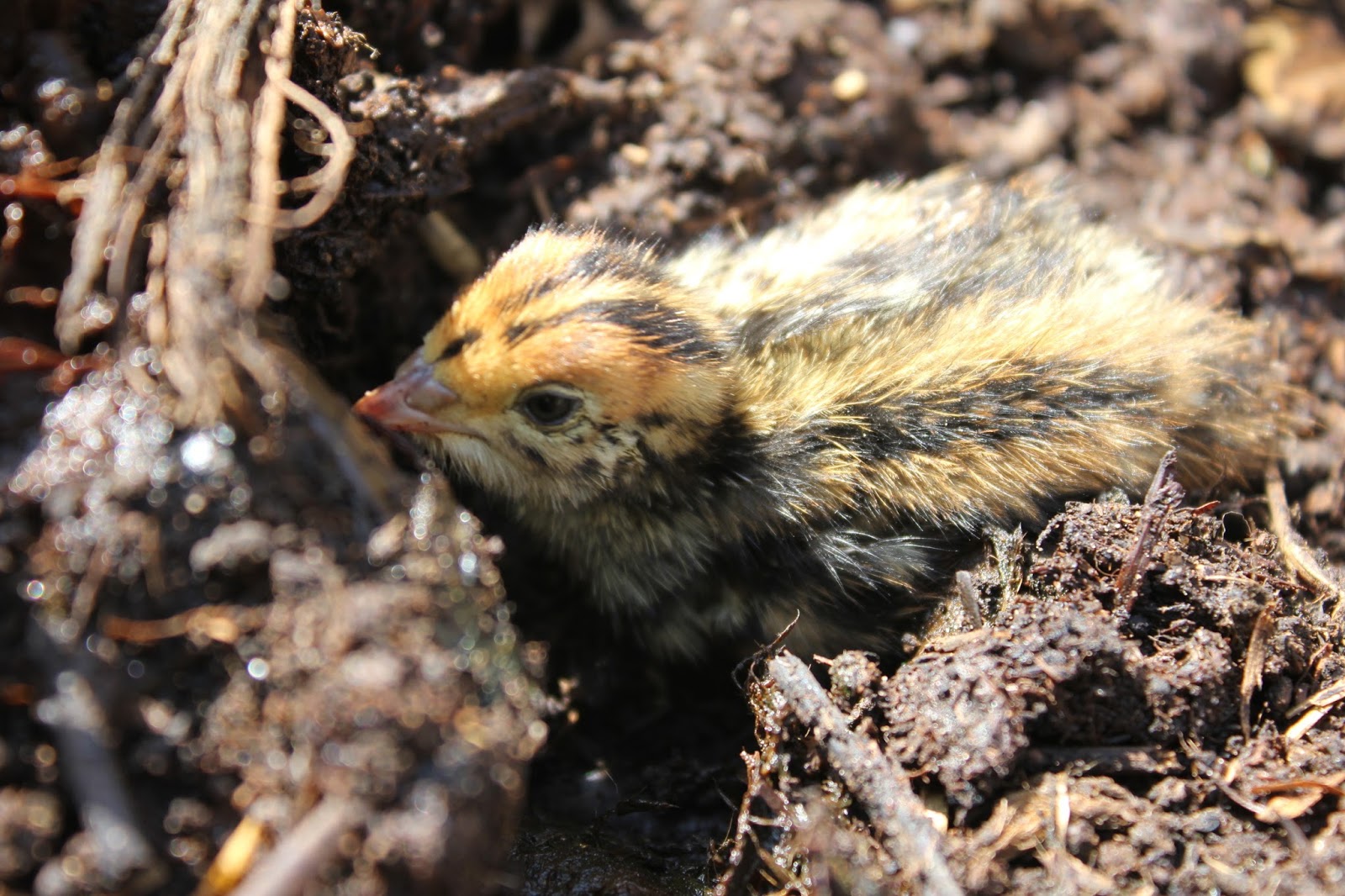 Colours of Coturnix Japonica Quail Part Two - The Golden | The Holistic