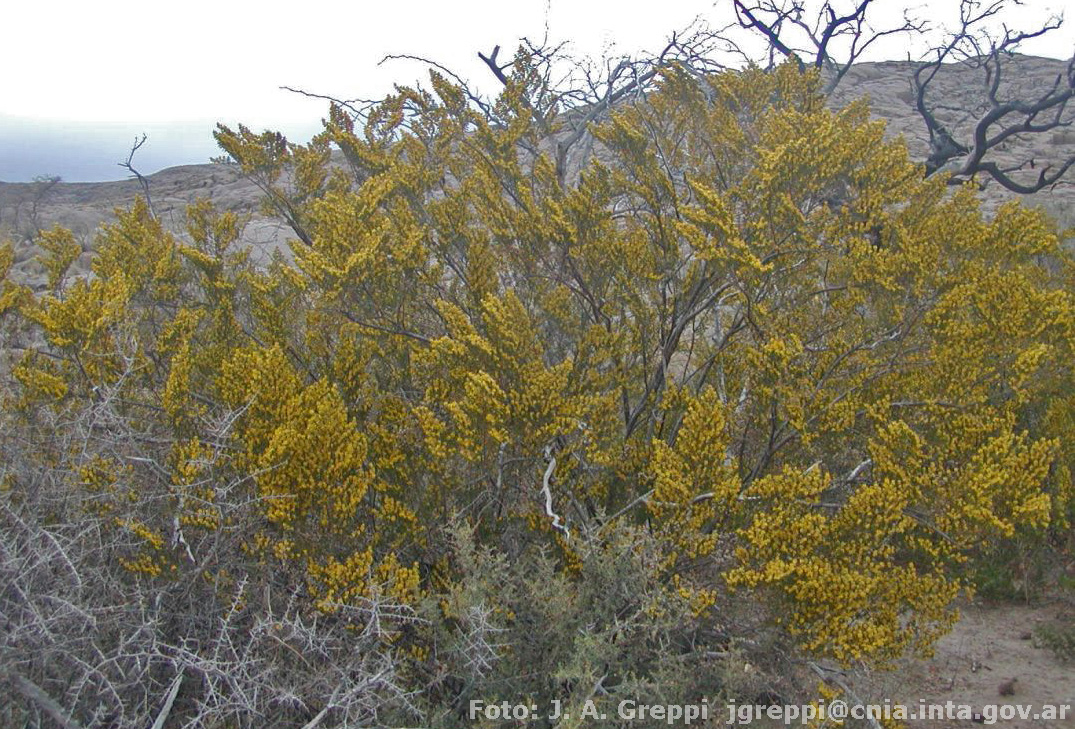 Argentina nativa Jarilla crespa (Larrea nitida)