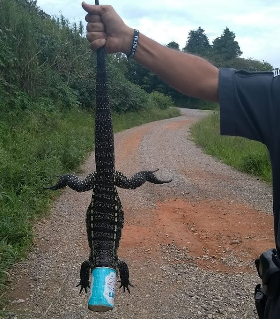 Em Piedade/SP, policiais salvam lagarto com lata de leite condensado presa na cabeça