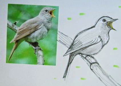 Соловей рисунок для детей 1 класса