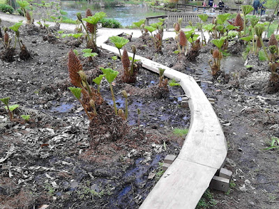 Boardwalk Improve your garden Hillier Gardens Green Fingered Blog