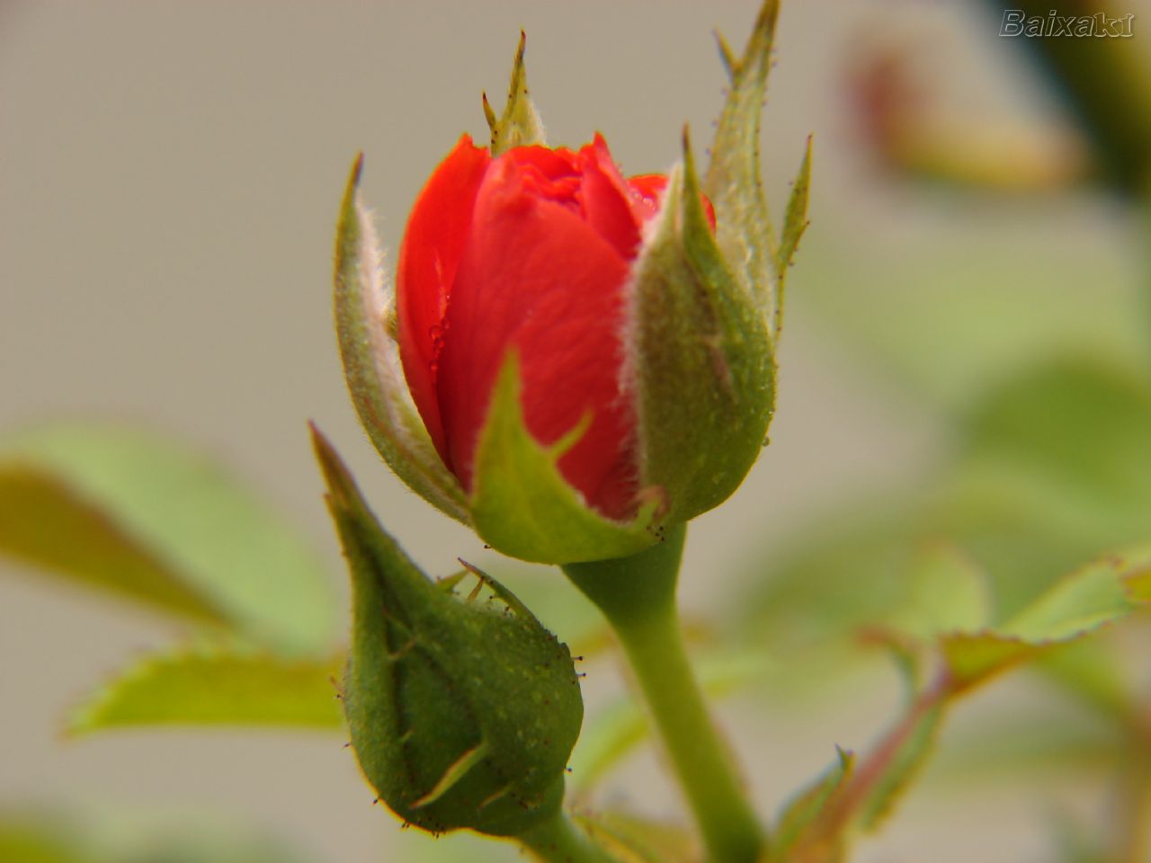 Significado das Rosas - Revista Nós e outros Olhos