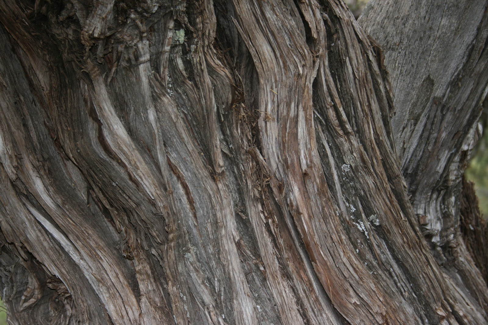 Walking Arizona The smell of juniper bark lingers on