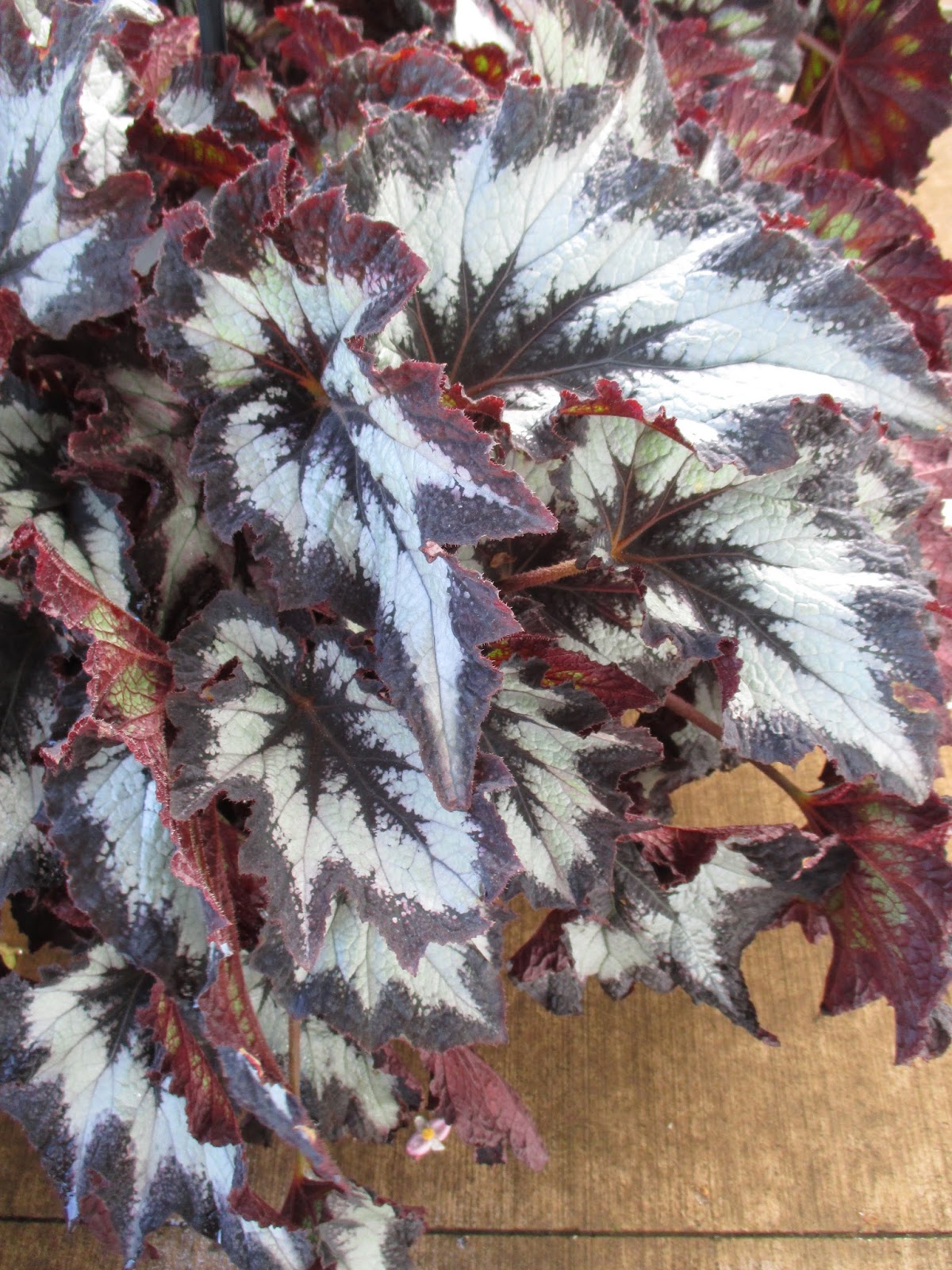 Jurassic Rex Begonias - Rotary Botanical Gardens
