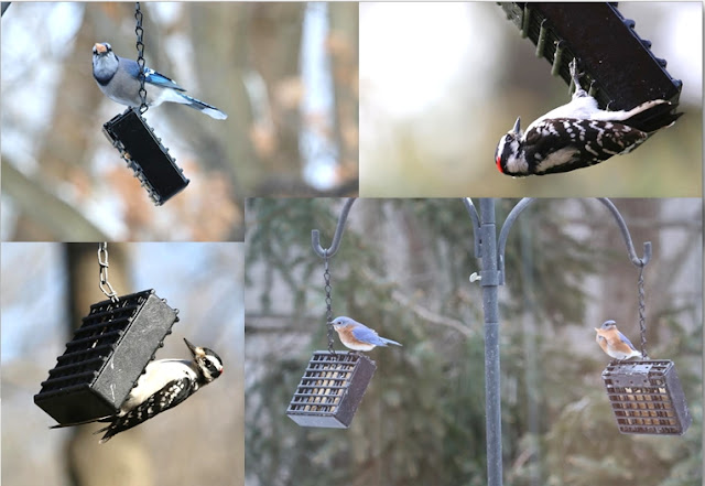 wild birds unlimited wild birds unlimited