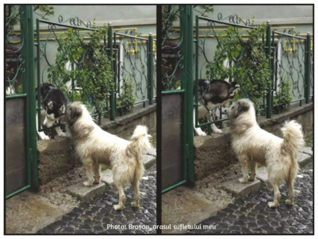 doi caini discuta prin gard