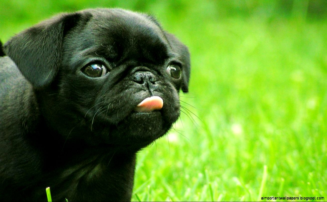 Black Pug Puppy