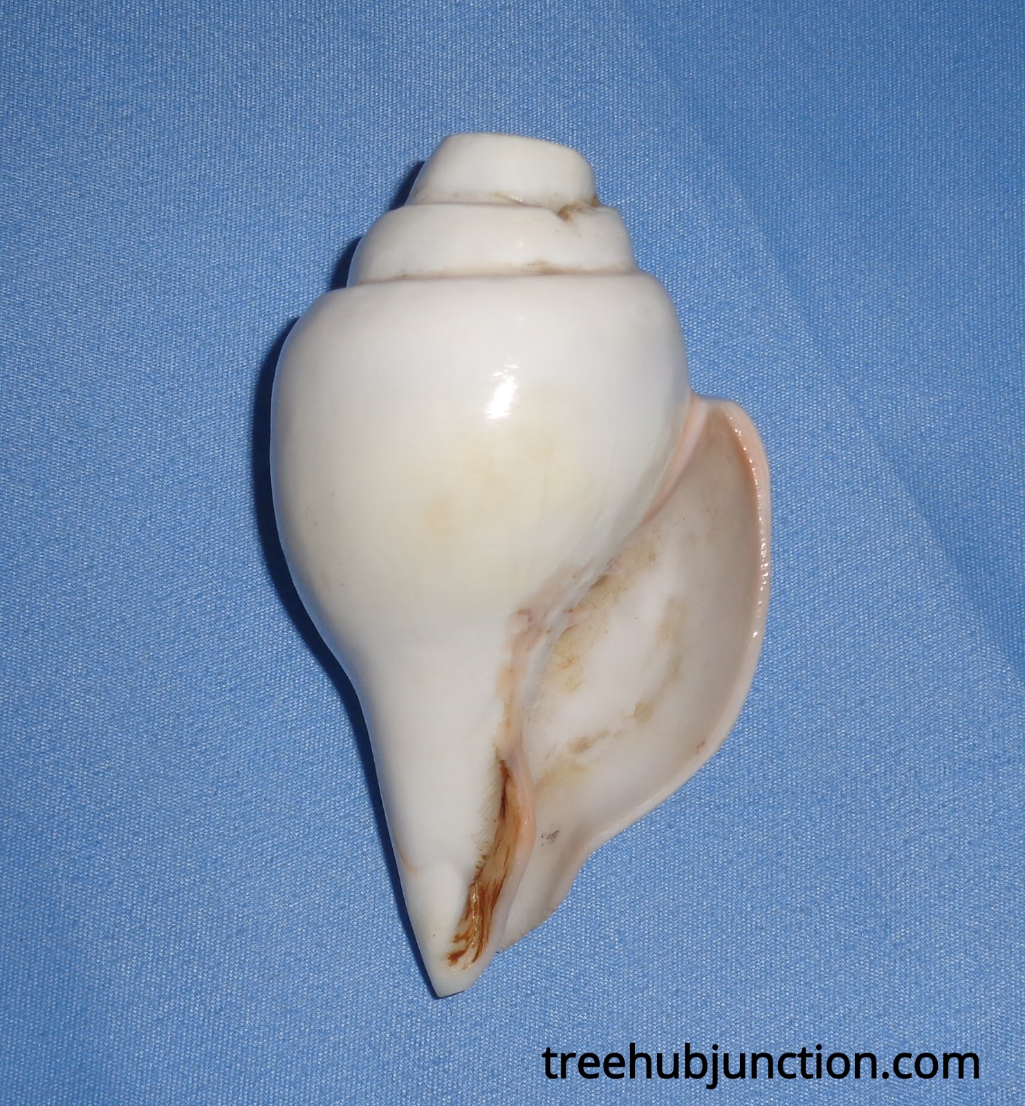 How To Blow Conch Shell How To Blow A Conch Shell Part One Conch shell blow fail ‍. Dorian