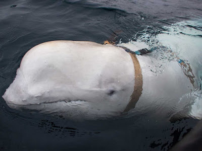 Pescadores noruegos encuentran a una misteriosa ballena beluga 