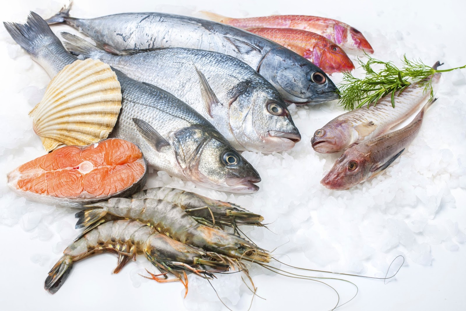 Tips Memilih Ikan yang Segar Tips Memilih Ikan yang Segar