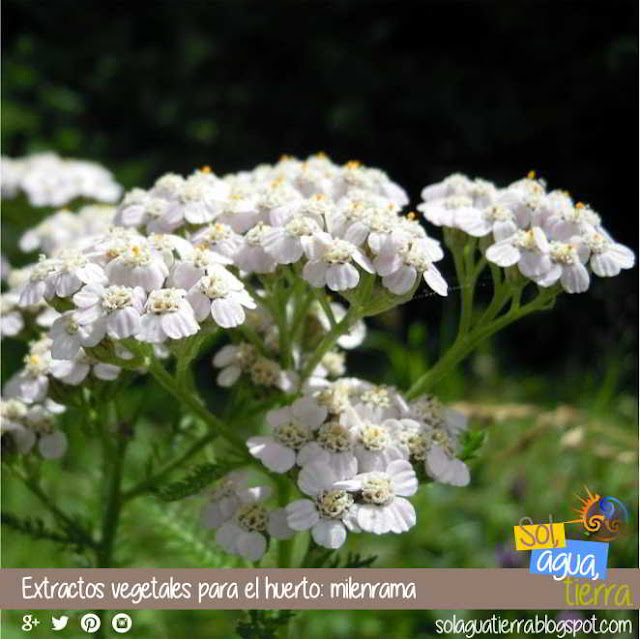 Extractos vegetales para el huerto: milenrama - Achillea millefolium - Añadir a otros extractos para reforzar su efecto