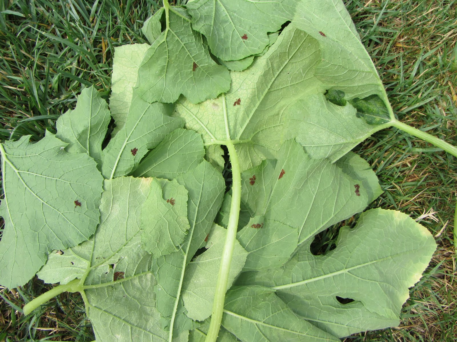 The Rusted Vegetable Garden