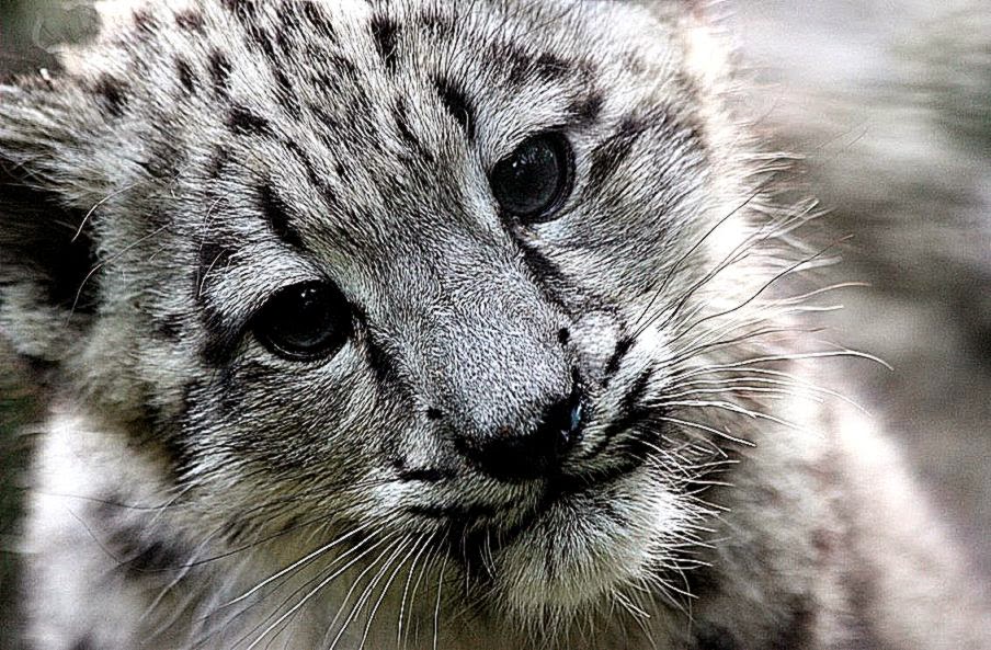 Cute Snow Leopard wallpapers   HD Wallpapers Inn