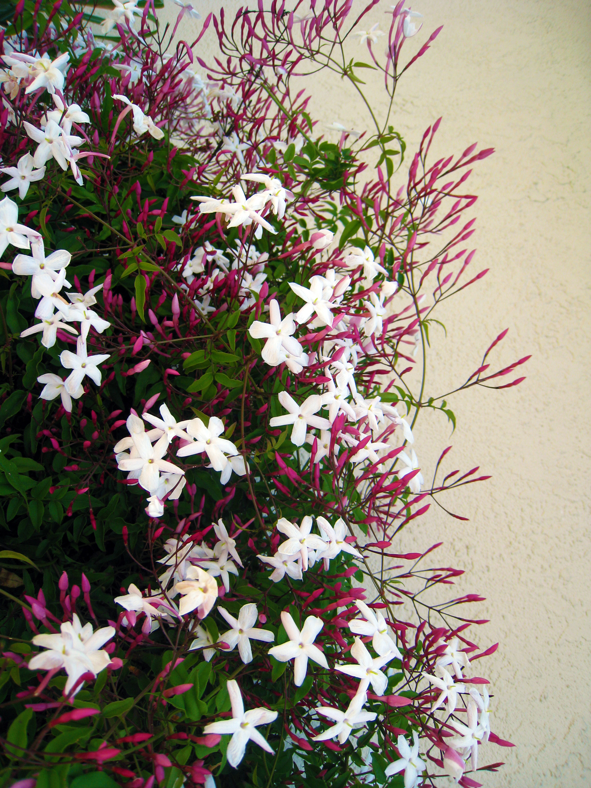 Petal & Thorn Hi, Spring!