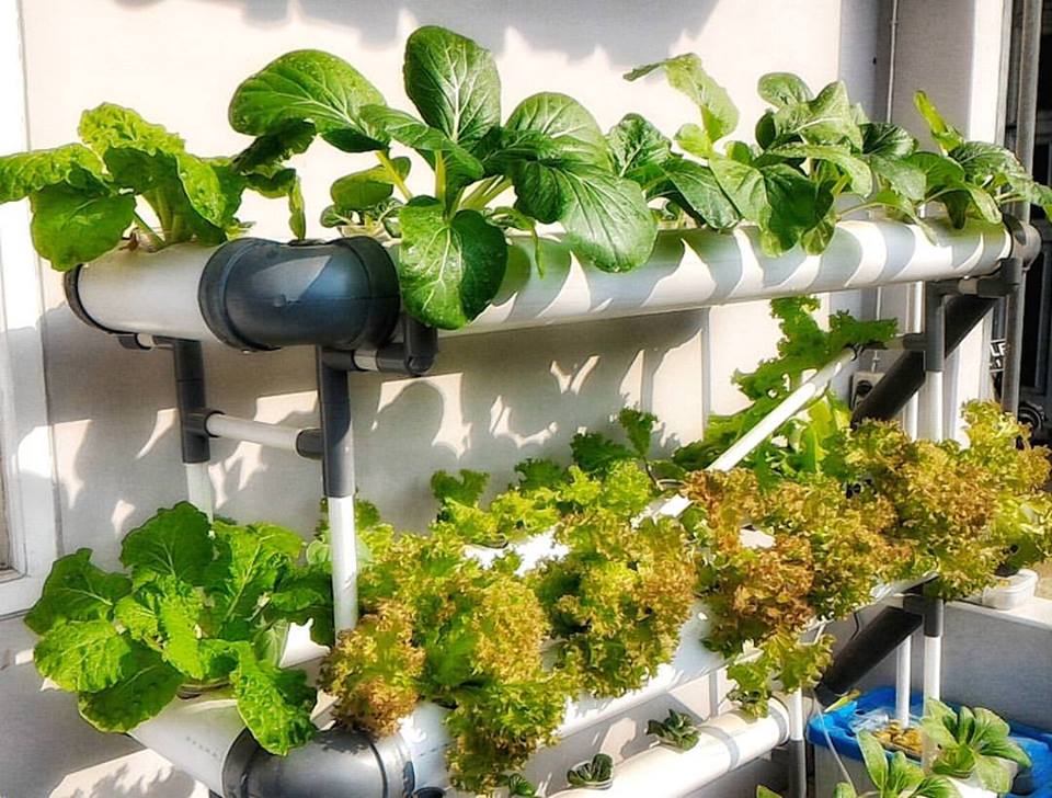 Dunia Iwok Hidroponik Sederhana Sistem Sumbu Wick