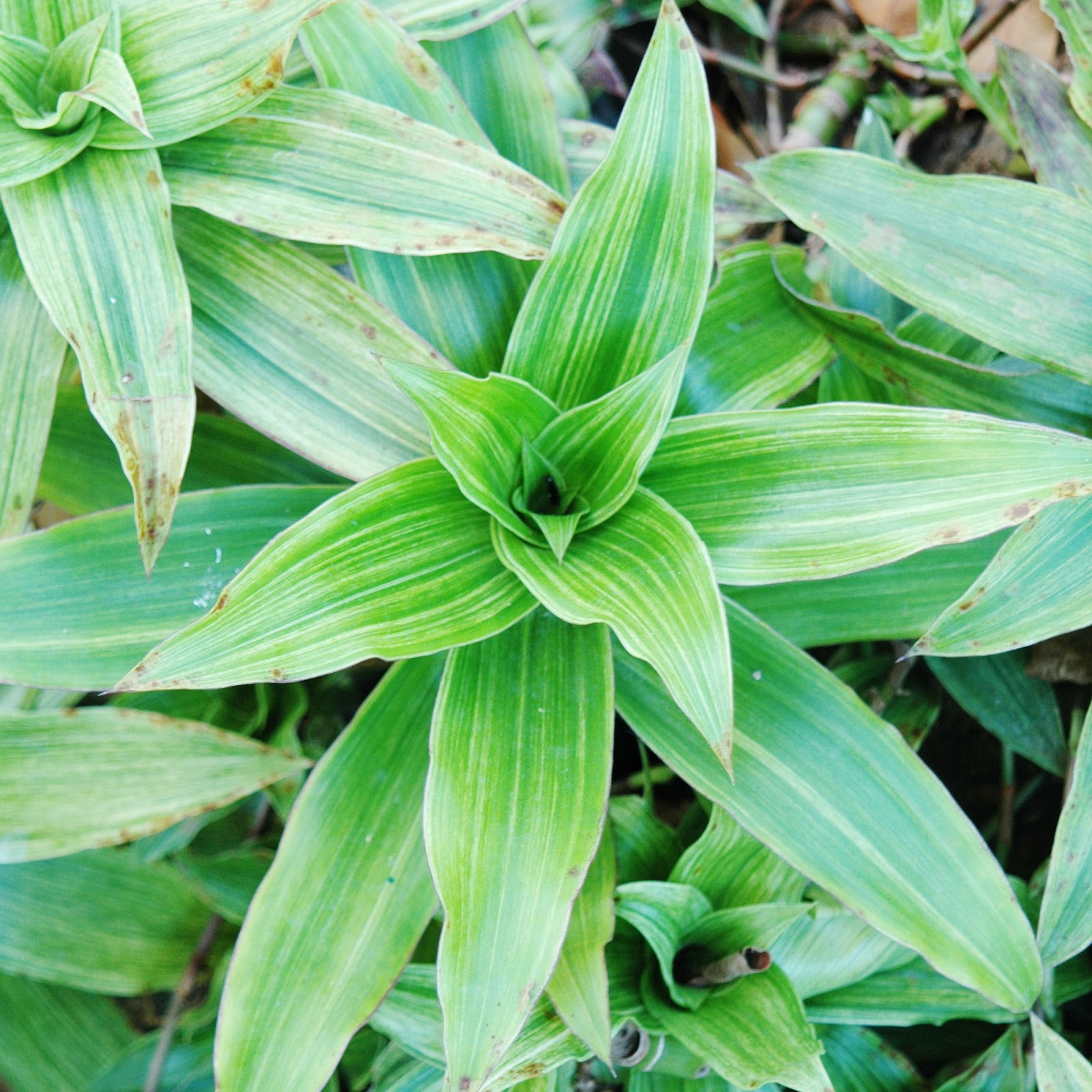 愛花人集合 新花卉253 大葉錦竹草