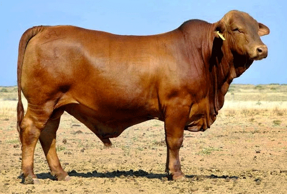 Bangsa Sapi Subtropis (Bos Taurus) Yang Lazim ...