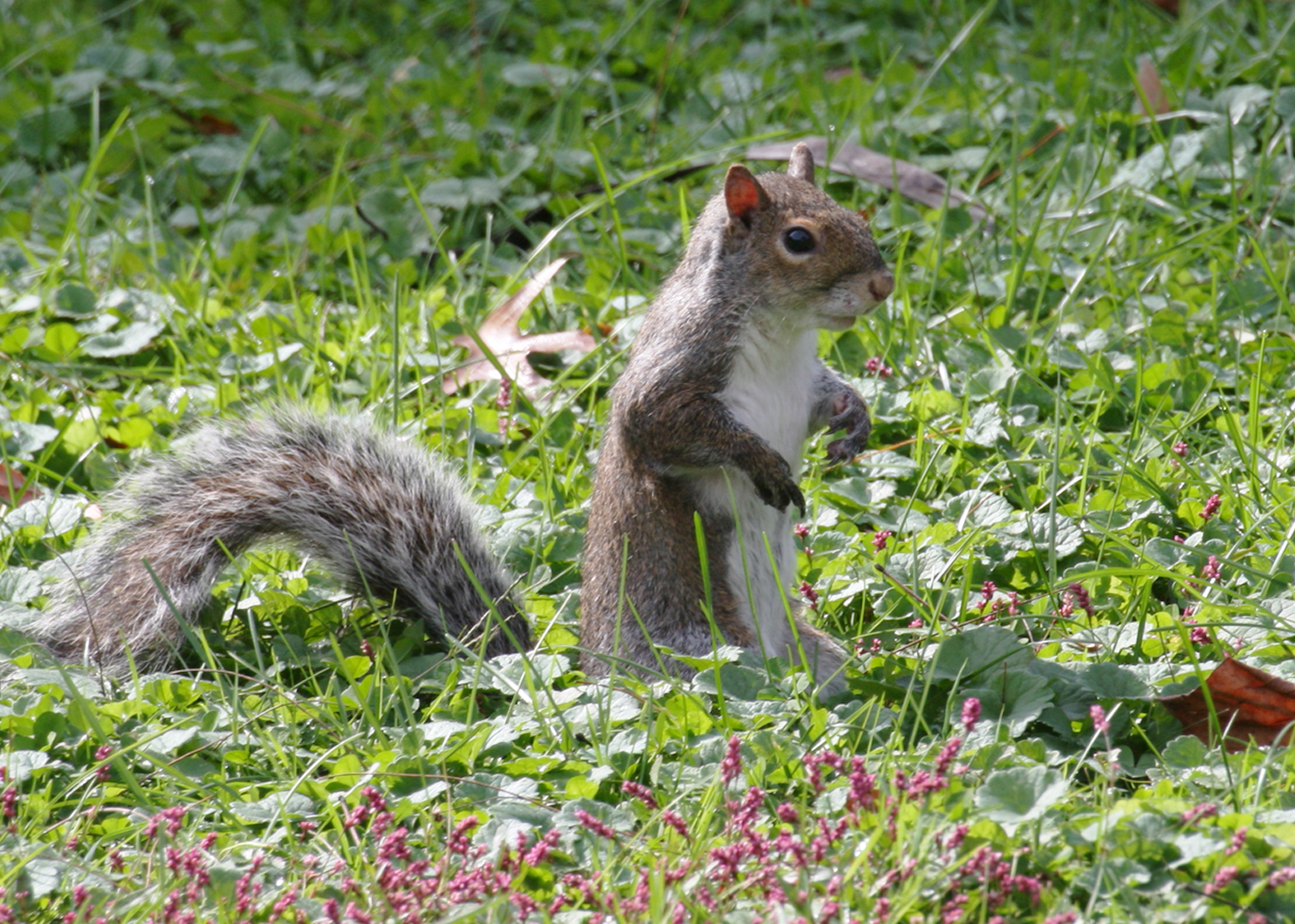 Ed Harkless West Virginia Photos Ritter Park Squirrel