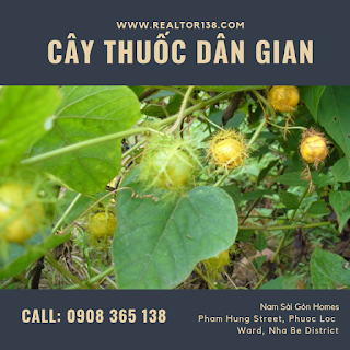 Cây lạc tiên trị mất ngủ