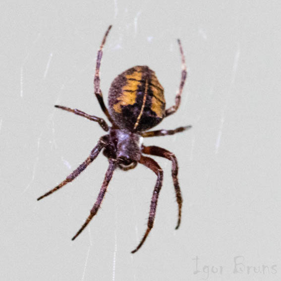 Insetologia Identificação de insetos Aranha Parawixia em Santa Catarina