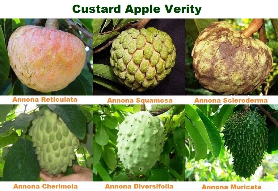 Business Ideas Small Business Ideas Custard Apple Farming Growing Custard Apple to Earn Money