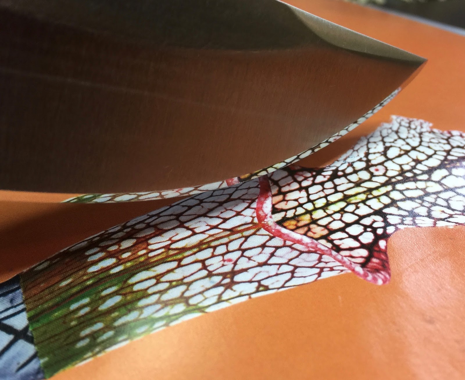 Knife Sharpening Using Traditional Methods Uneven Bevels