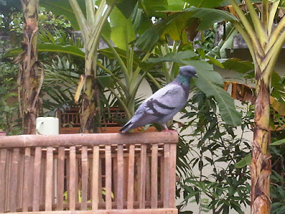 memilih merpati lokal jenis kupu kupu yang bagus | Pawiro Bird Farm