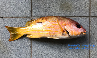 Dory Snapper