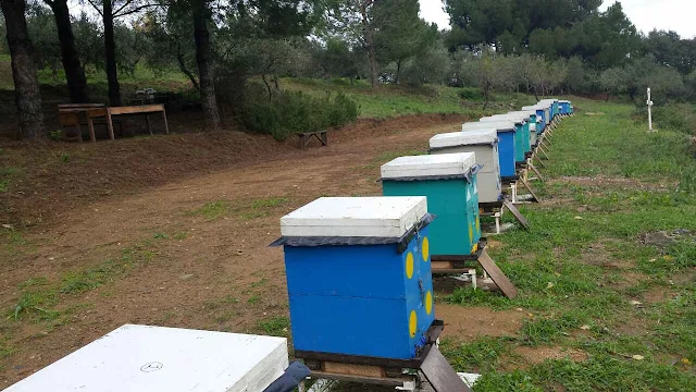  Διεύθυνση Δασών Αργολίδας: Ρυθμίσεις για την τοποθέτηση μελισσοσμηνών 