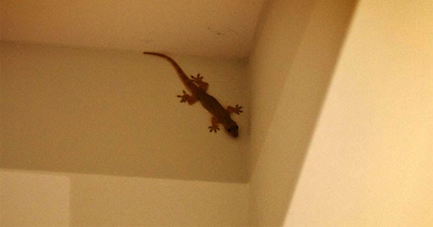 Cara Mengusir Cicak Dari Rumah Secara Alami Juru Kebun Cara Mengusir Cicak Dari Rumah Secara Alami Juru Kebun