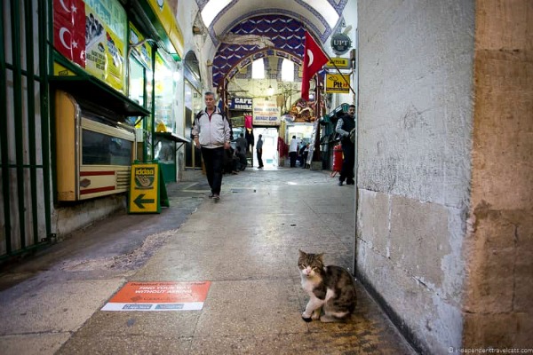 cats of istanbul