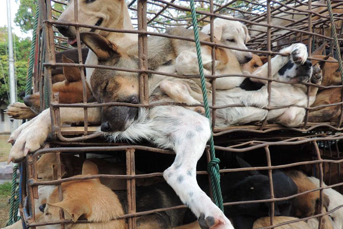 Taiwan Is The First Asian Country To Ban Eating Dogs And Cats