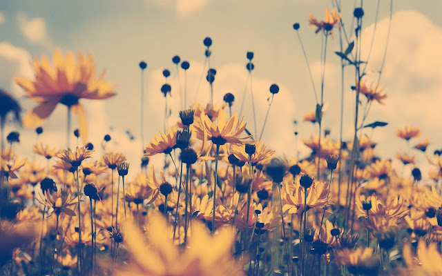 Fond Ecran tulipe