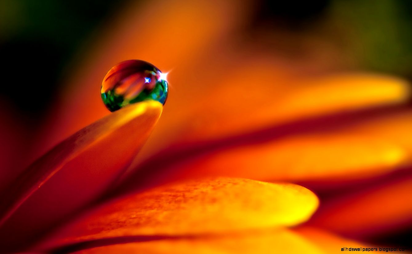 Macro Photography Water Closeup Wallpaper 6146 Wallpaper