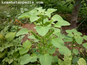 Manfaat tanaman acalypha indica