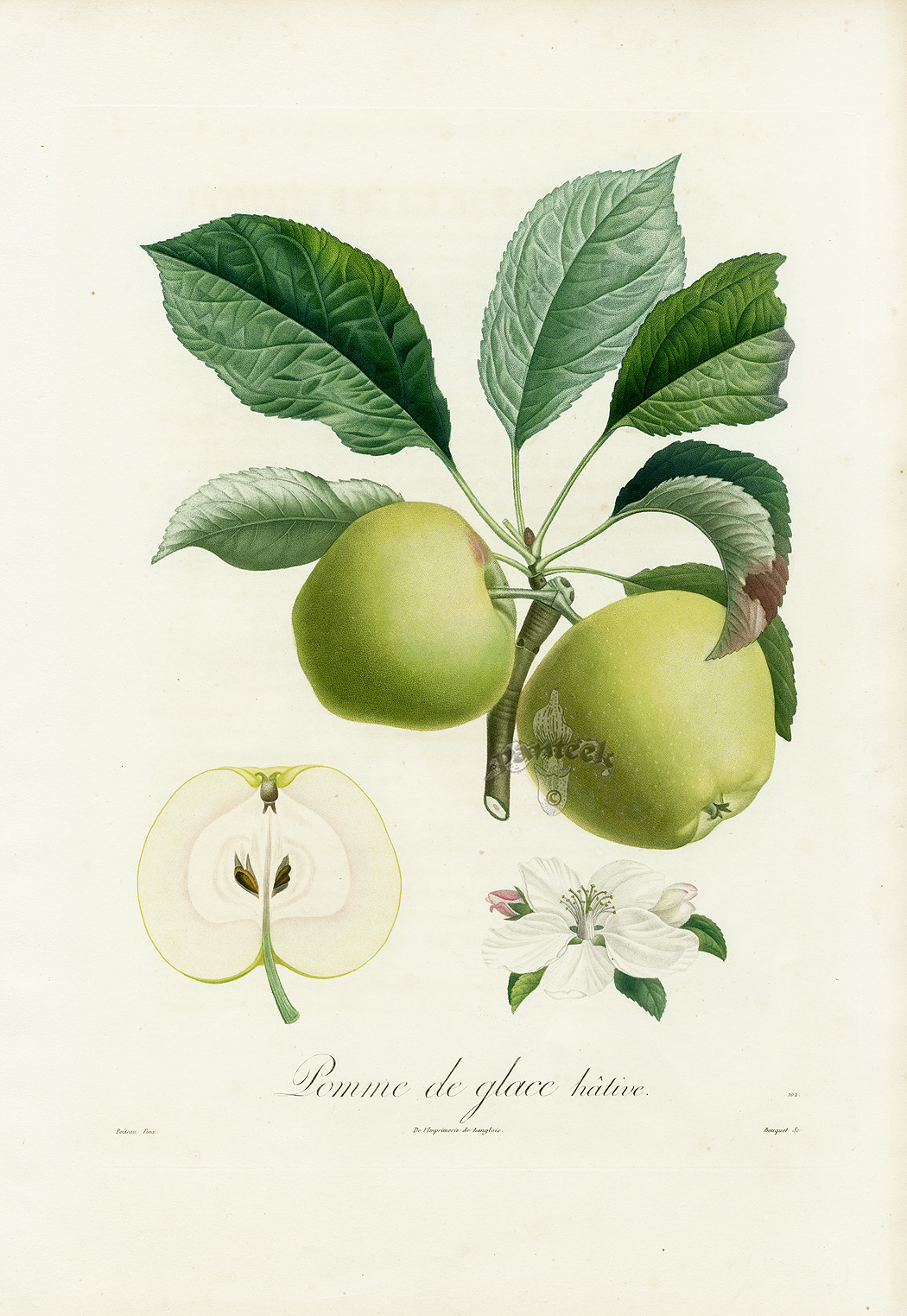 Элемент плодовое. Ботаническая иллюстрация Джона Уилкерса. Ботаническая иллюстрация яблоня. Fruit Prints from Volckamer 1708 Botanical Prints Ботанический.