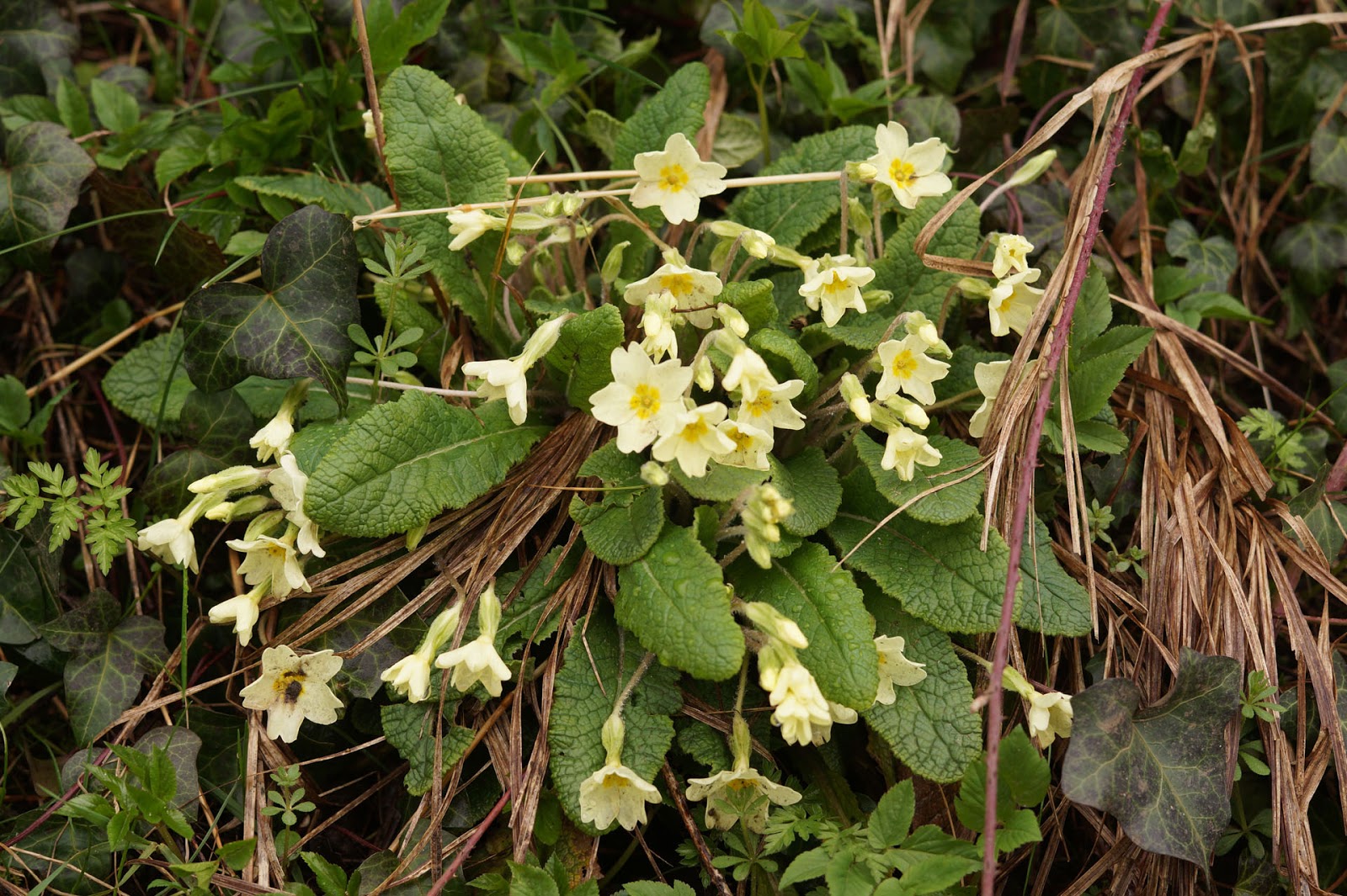 The Ultimate Hoya Care Guide Homestead Brooklyn