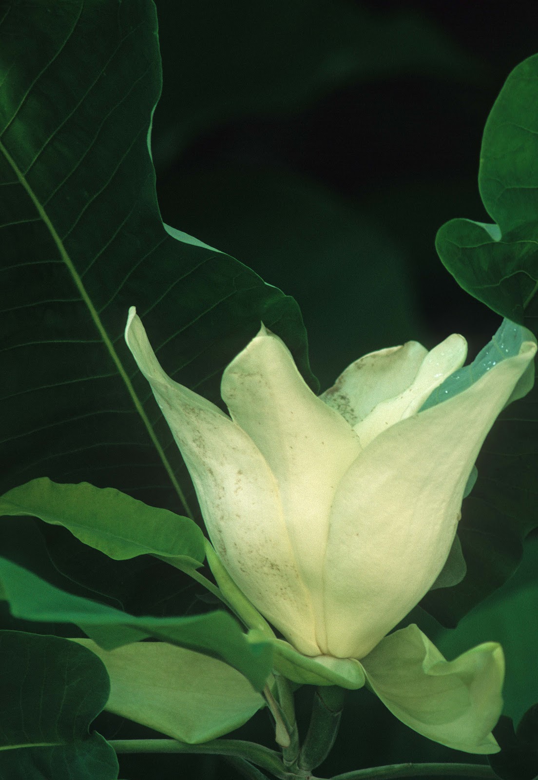 Kentucky Native Plant and Wildlife Plant of the Week Umbrella