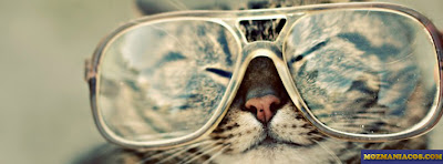 Gato de oculos