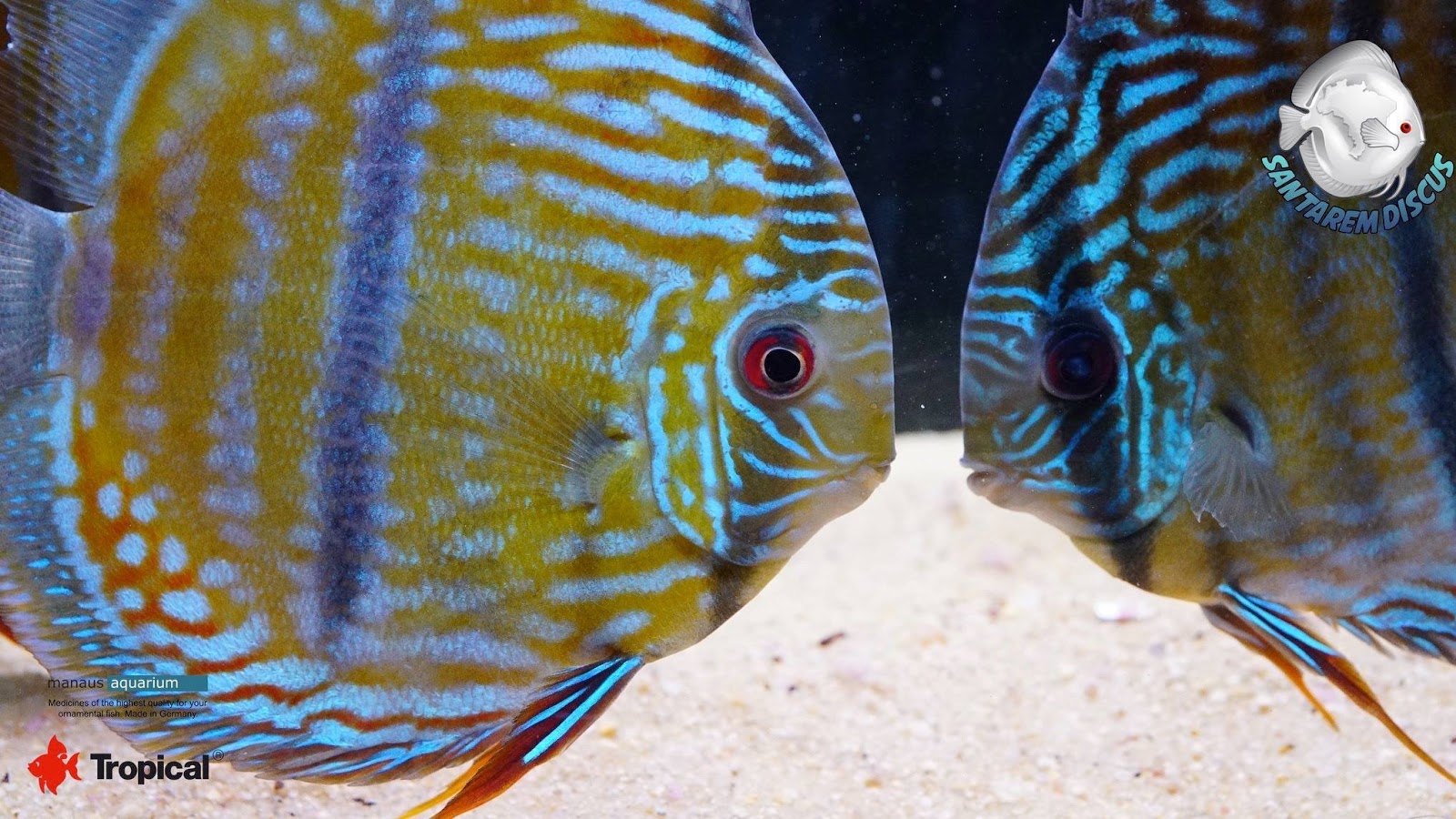 Discus Since 1987 Wild Discus they communicate with us by colors