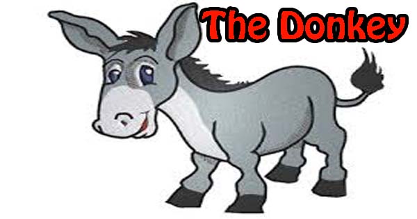 Donkey essay english image